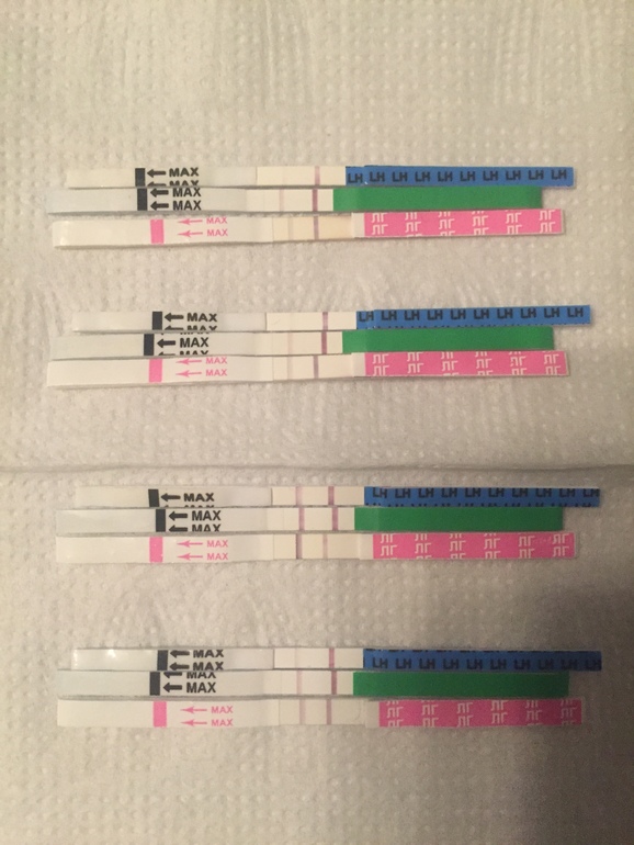 Фото тестов на овуляцию в динамике