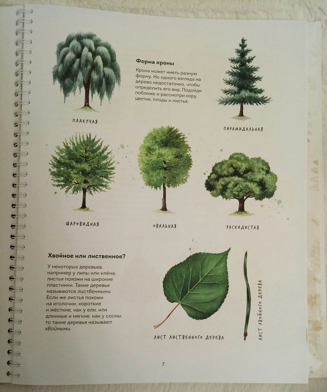 Деревья по листьям фото и названия на русском