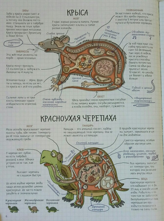 Зубы крысы схема