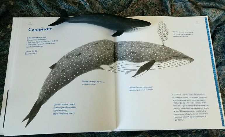 книга о охоте на кита