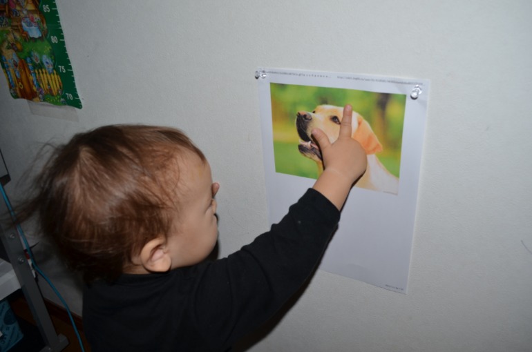 ТН домашне животные - собака