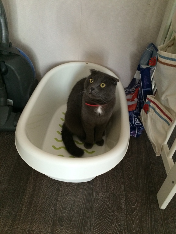 мои вторые двойняшечьи роды)