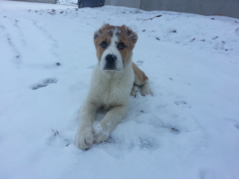 Айнуша, вместе месяц и неделя....