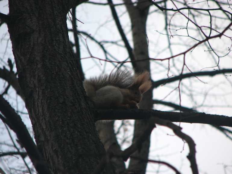 Как живет белка зимой (отчет)