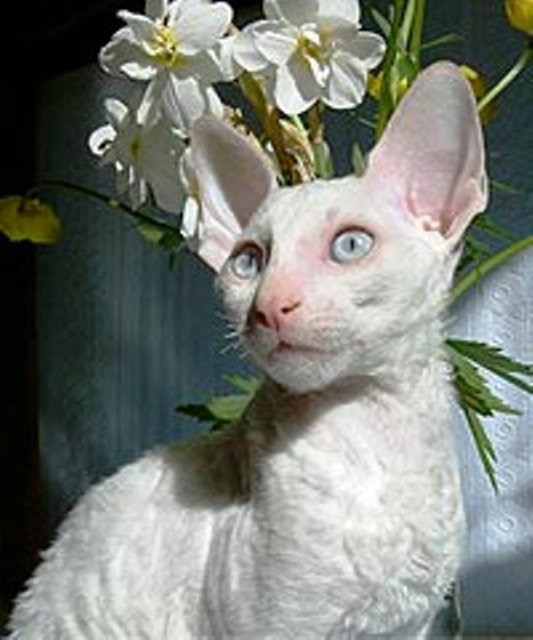 Влюбилась ...