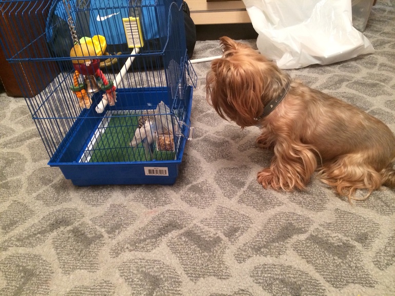 Найдена птичка-отдам в хорошие руки