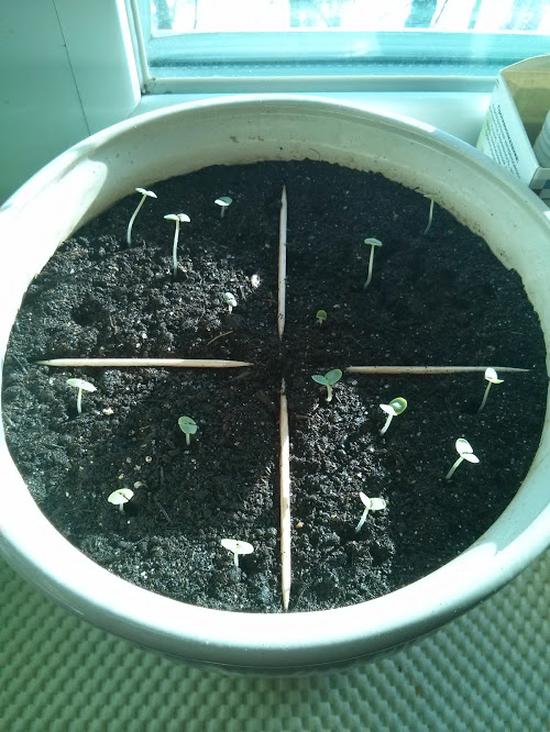 Моя посевная. Итоги за март