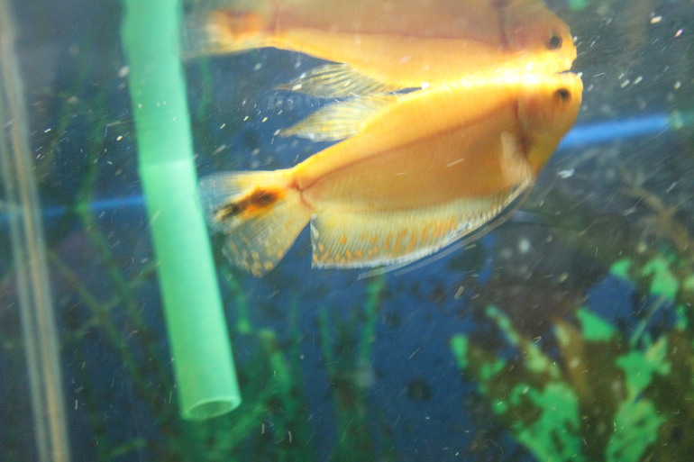 Что с рыбками?