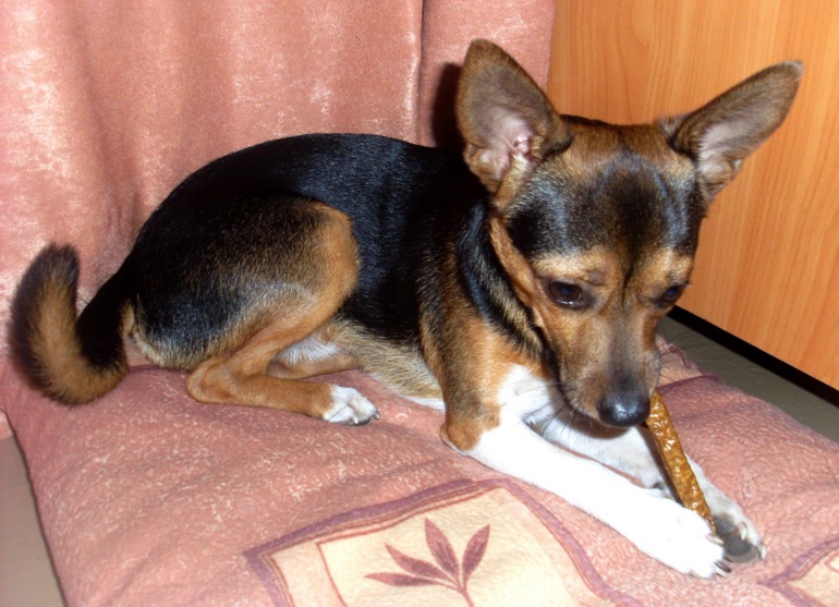 Наши собачьи истории.