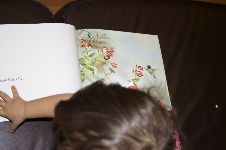 Птичья неделя. Много фото