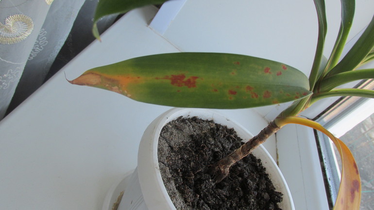 желтеют листья