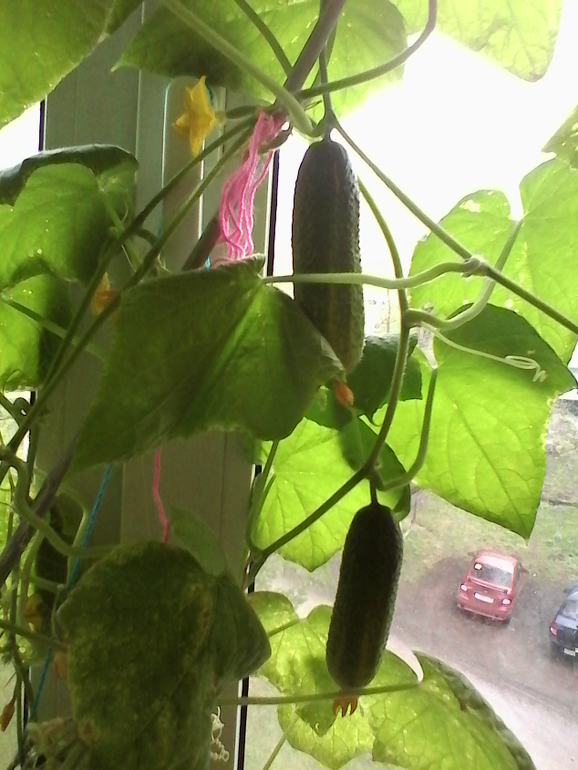 вот и у нас огурчики выросли УРА