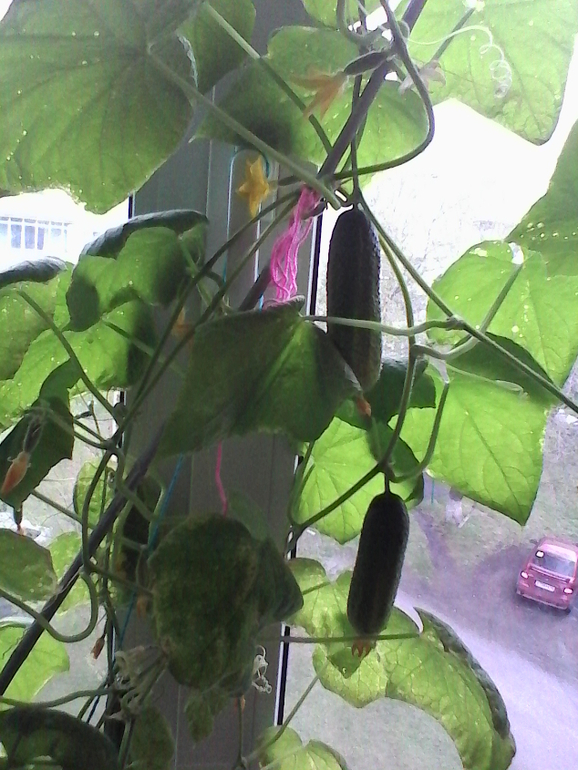 вот и у нас огурчики выросли УРА