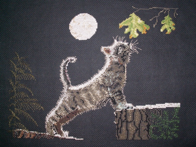 Котенок и Луна