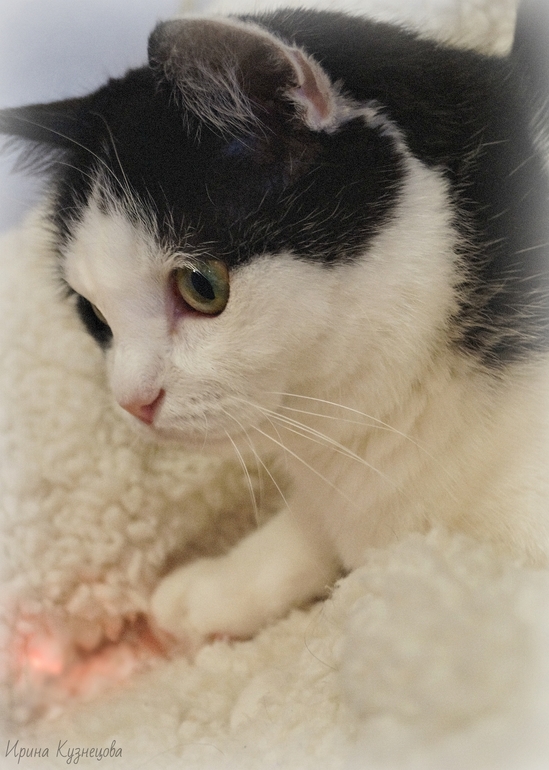 Наша Котенька Туся!