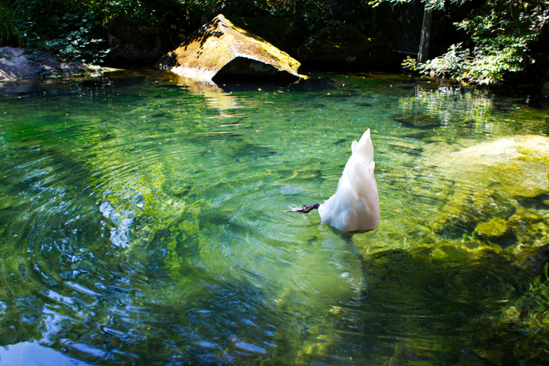 Нимфы в Алупкинском саду. Воронцовский парк