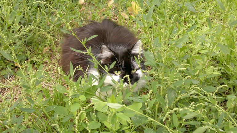 кошачья прогулка