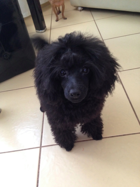 Вот оно наше новое чудо расчудесное!!!!!!