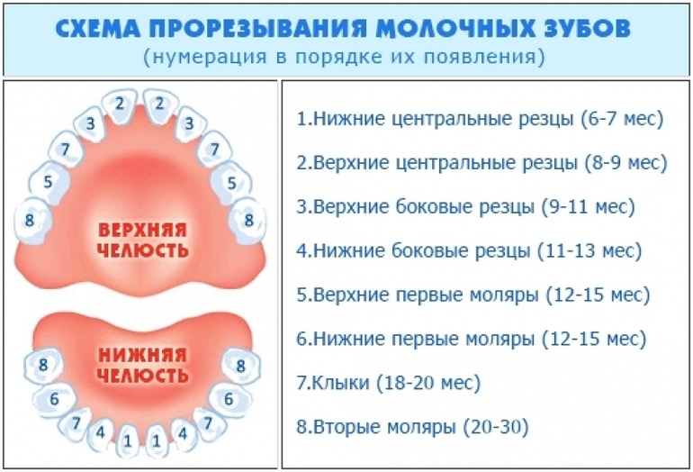 Схемка прорезывания зубов. Пока идём по схеме
