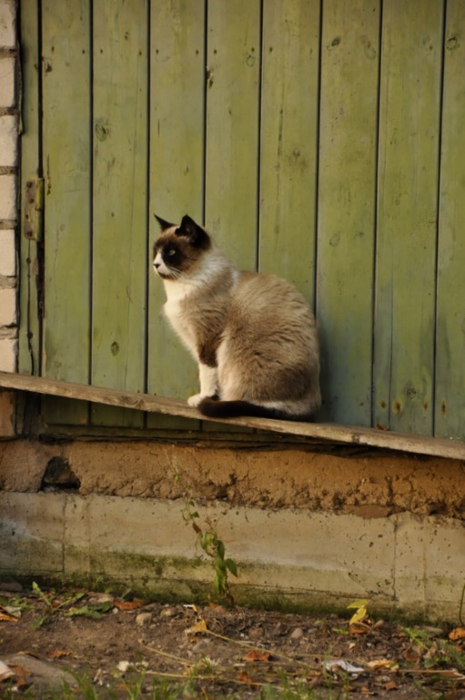 Родной.