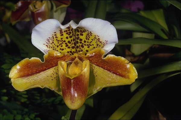 Что за орхидея?