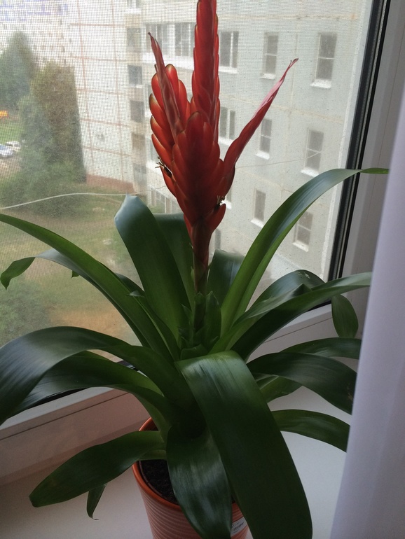 Подскажите как зовут цветочек???