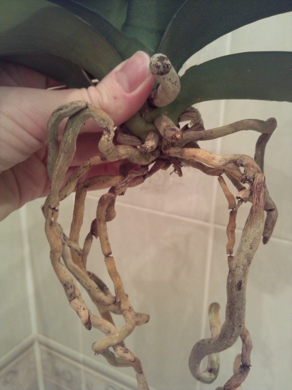 Помогите спасти орхидейку!