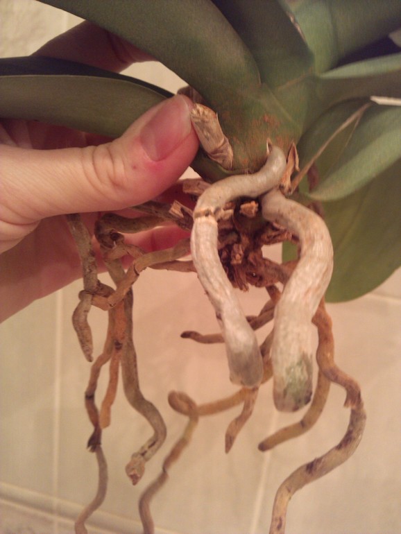 Помогите спасти орхидейку!