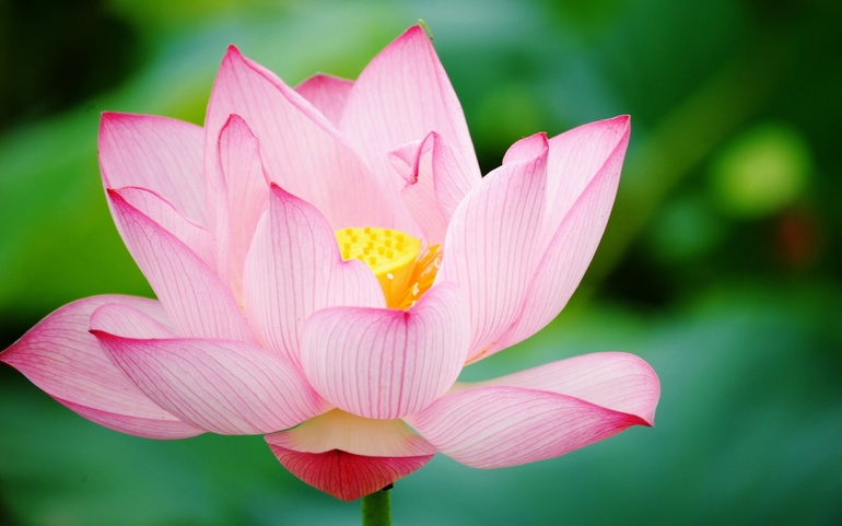 Семь внутренних законов для обретения гармонии