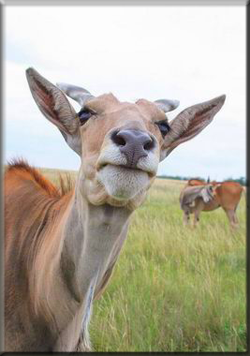 Аскания-Нова ждет нас на майские