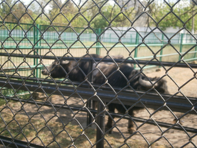 Аскания-Нова.Часть 2.Добро пожаловать под кат