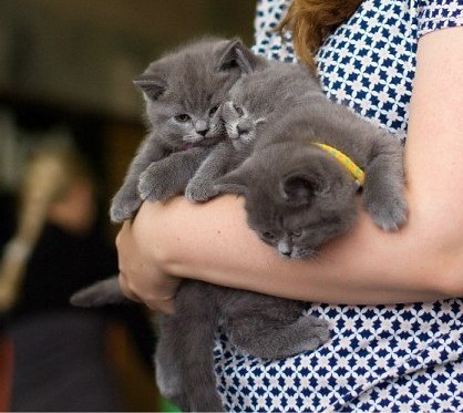 Наша малышня нашла новых хозяев!