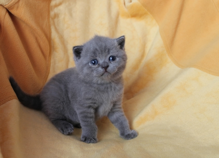 Маленькие непоседы ищут заботливых хозяев!