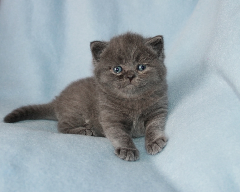 Маленькие непоседы ищут заботливых хозяев!