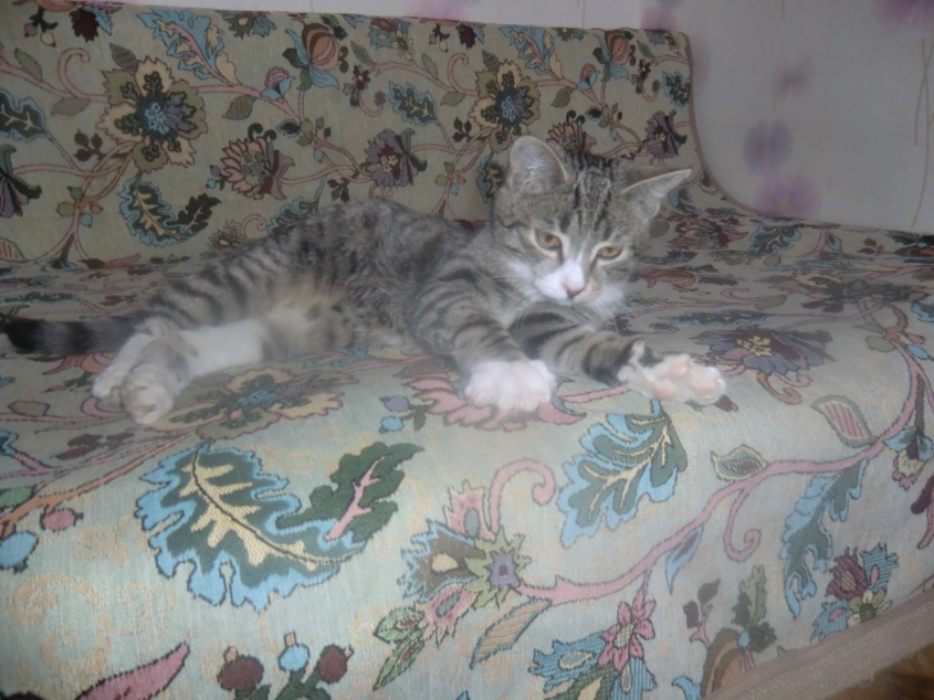 Разве не красавчик?