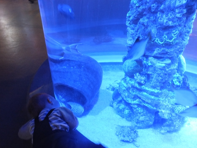 ТН подводный мир и его обитатели.