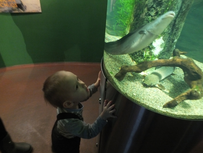 ТН подводный мир и его обитатели.