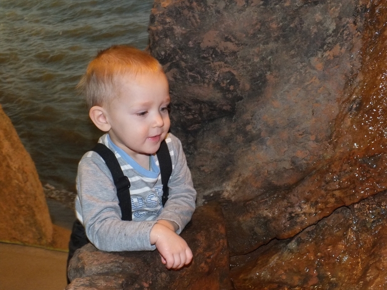 ТН подводный мир и его обитатели.