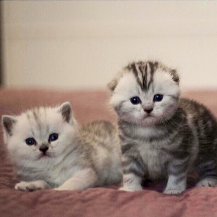 Шотландские котята