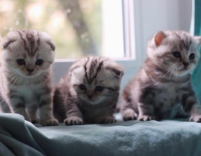 Купить шотландского котёнка