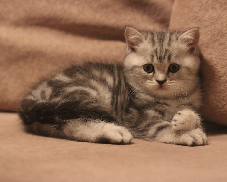 Шотландский котёнок