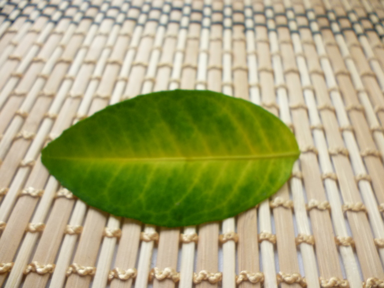 Желтеет мандарин