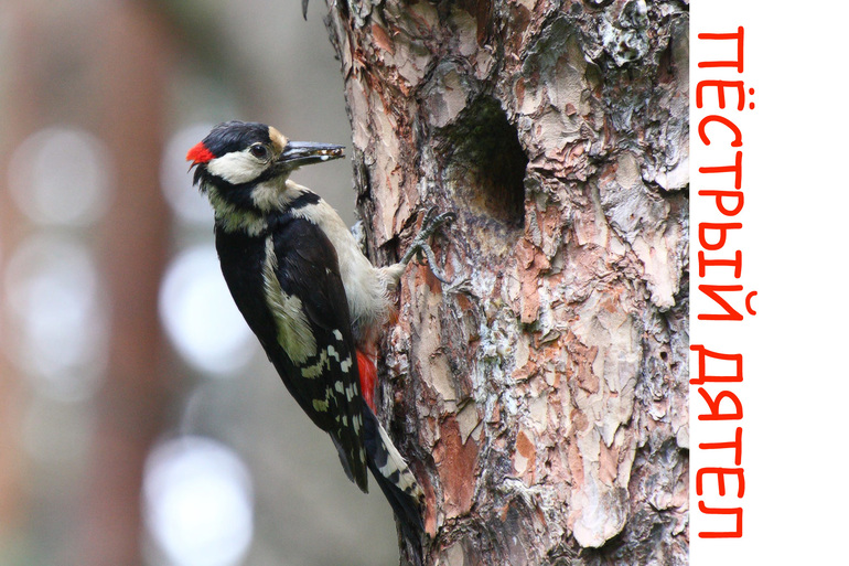 Дела птичьи )