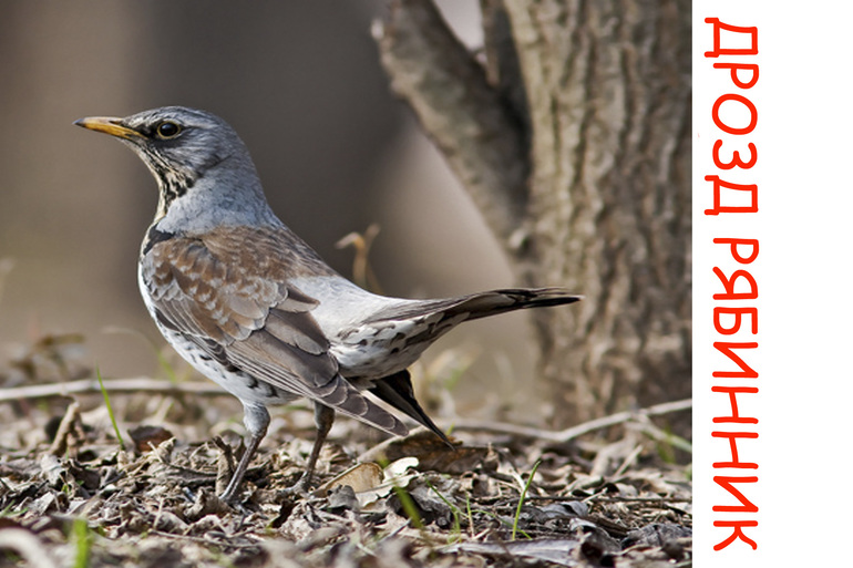 Дела птичьи )