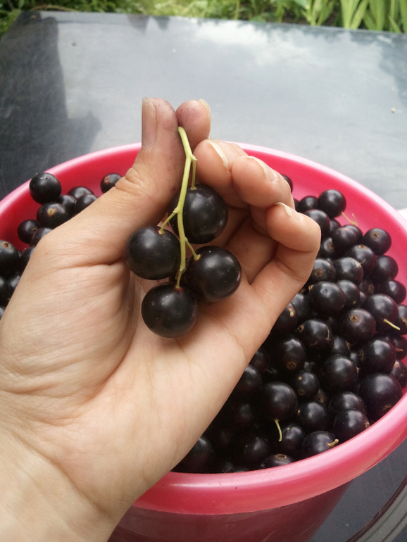 Продается дача 8сот, Домодедовский р-н, 1850тыс руб