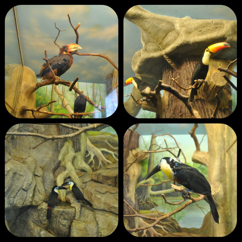 Океанариум-экзотариум «Тайны океана» и «Сад бабочек»: наши впечатления