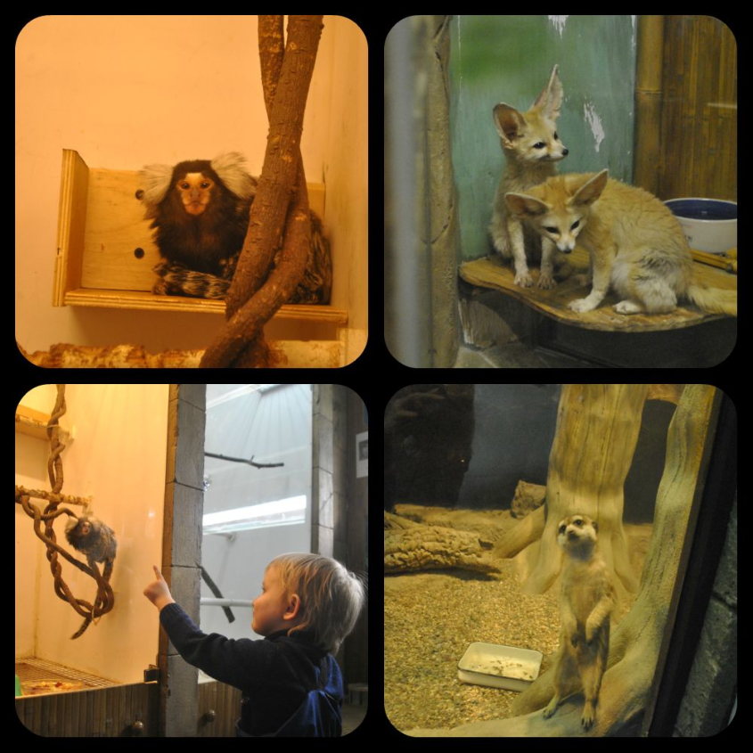 Океанариум-экзотариум «Тайны океана» и «Сад бабочек»: наши впечатления