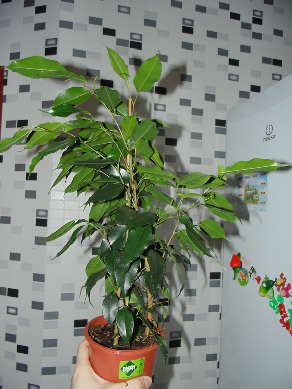 dfeca5528be470d2c4aea97727db79ac.jpg