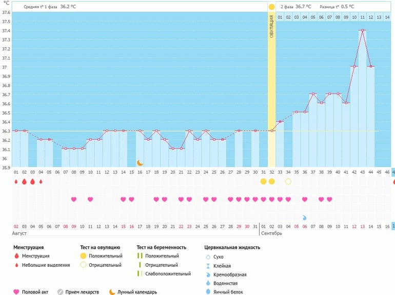 Базальная температура — первая фаза