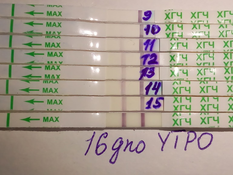 2 дпо. 16 День ДПО. Задержка месячных 16 дней. 16 День после овуляции. Тесты бишурс ярчают.